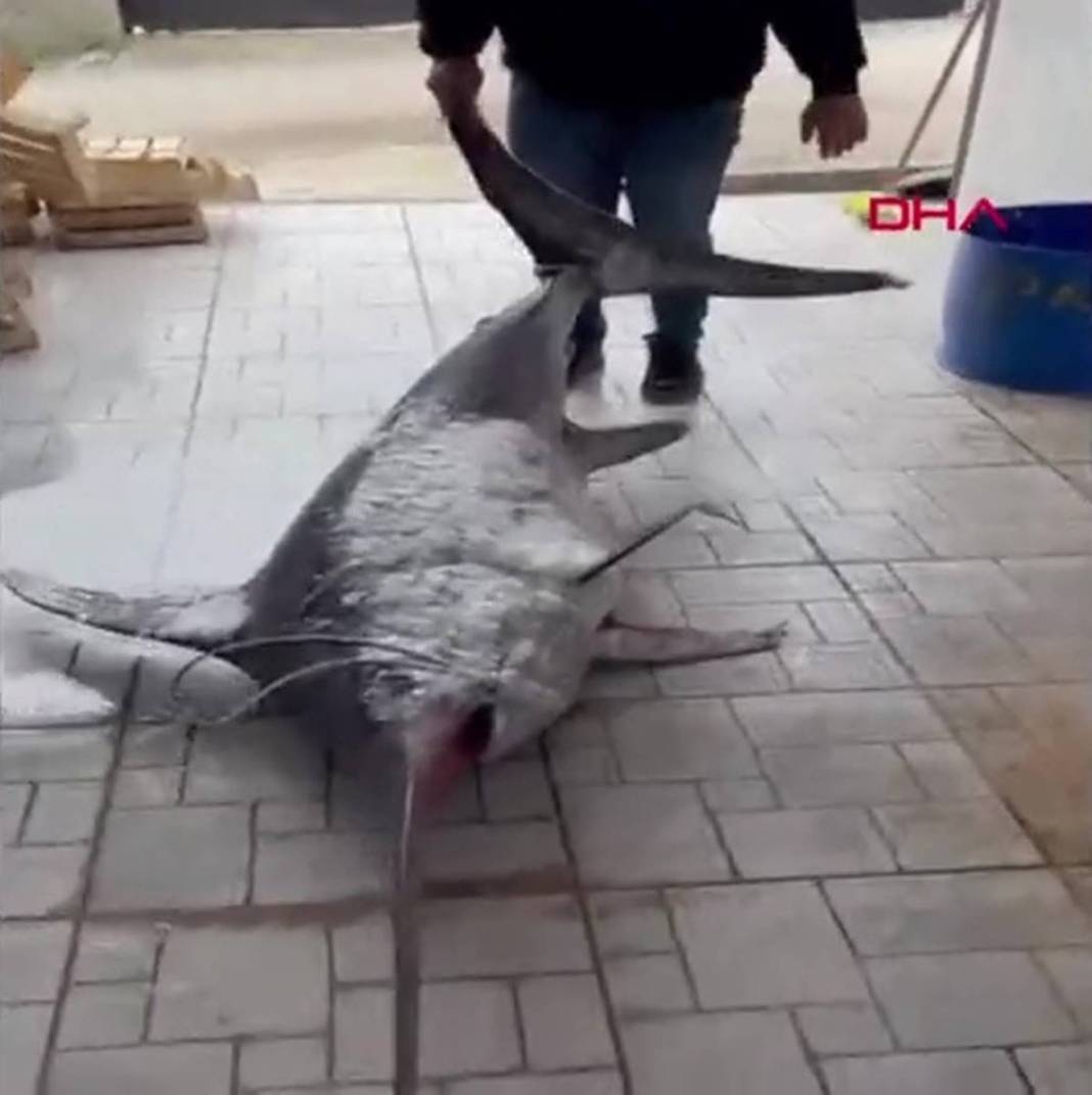 Yakaladıkları 150 kg ağırlığındaki kılıç balığını restorana rekor fiyata sattılar! Görenlerin ağzı açık kaldı 11